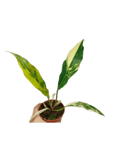 Philodendron Caramel Marble Variegata